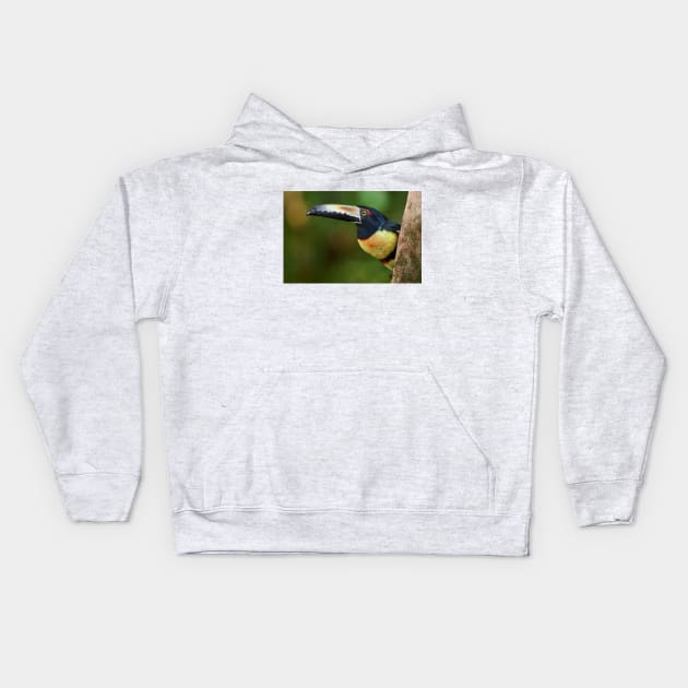 Collared Aracari (Pteroglossus torquatus) Costa Rica Kids Hoodie by Jim Cumming